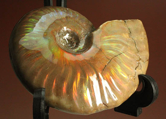 久々のご紹介!超絶イリデッセンス(iridescence)を有するマダガスカル産アンモナイト(Ammonite)(その12)