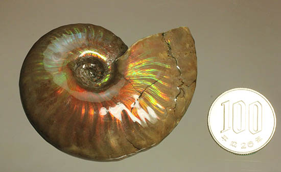 久々のご紹介!超絶イリデッセンス(iridescence)を有するマダガスカル産アンモナイト(Ammonite)(その13)