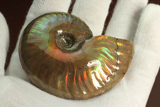 久々のご紹介!超絶イリデッセンス(iridescence)を有するマダガスカル産アンモナイト(Ammonite)(その2)
