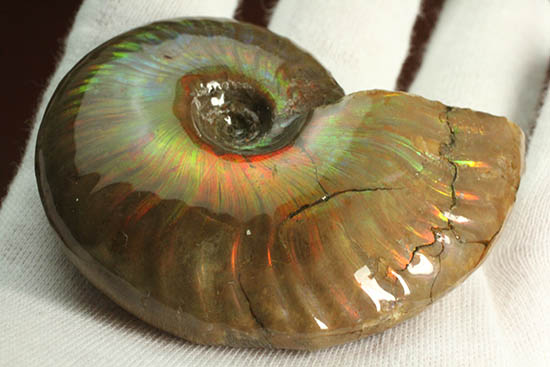 久々のご紹介！超絶イリデッセンス（iridescence）を有する​マダガスカル産アンモナイト(Ammonite)（その3）