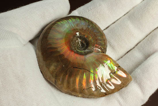 久々のご紹介！超絶イリデッセンス（iridescence）を有する​マダガスカル産アンモナイト(Ammonite)（その4）