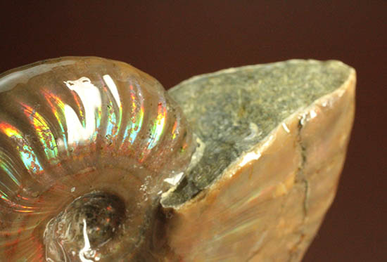 久々のご紹介!超絶イリデッセンス(iridescence)を有するマダガスカル産アンモナイト(Ammonite)(その5)