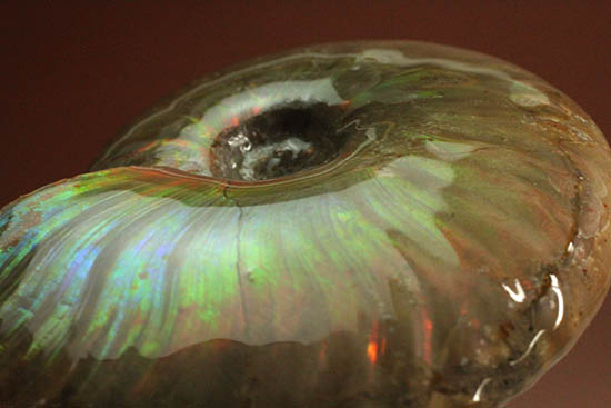 久々のご紹介！超絶イリデッセンス（iridescence）を有する​マダガスカル産アンモナイト(Ammonite)
