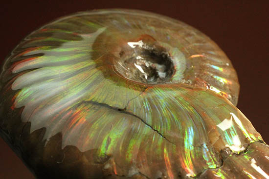 久々のご紹介!超絶イリデッセンス(iridescence)を有するマダガスカル産アンモナイト(Ammonite)(その7)