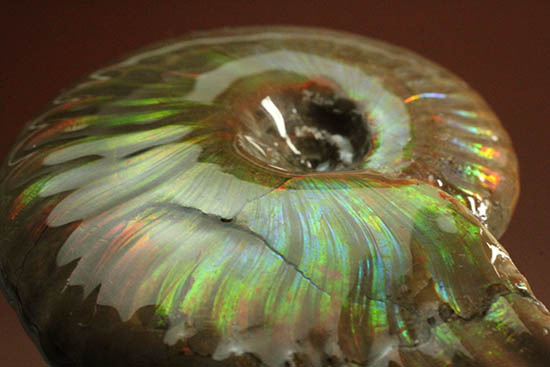 久々のご紹介!超絶イリデッセンス(iridescence)を有するマダガスカル産アンモナイト(Ammonite)(その8)