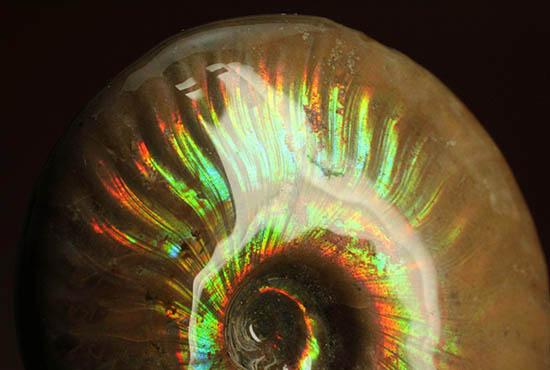 両面＆全面光り！形のよい手の平サイズの光るアンモナイト(Ammonite)