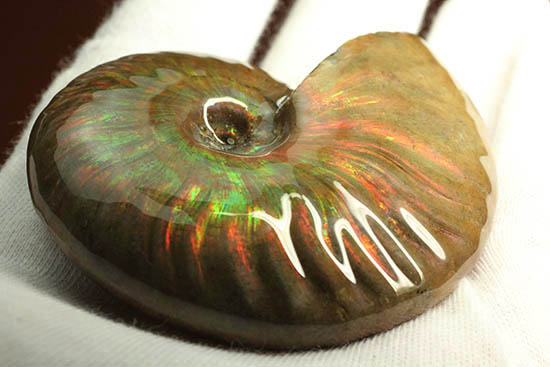 両面＆全面光り！形のよい手の平サイズの光るアンモナイト(Ammonite)（その10）