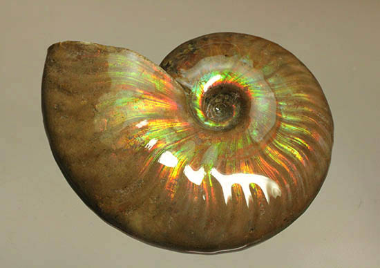 両面＆全面光り！形のよい手の平サイズの光るアンモナイト(Ammonite)（その11）