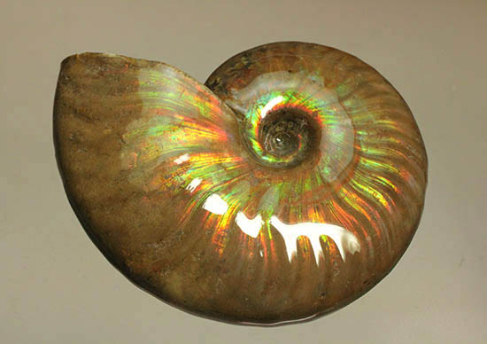 両面&全面光り!形のよい手の平サイズの光るアンモナイト(Ammonite)(その11)