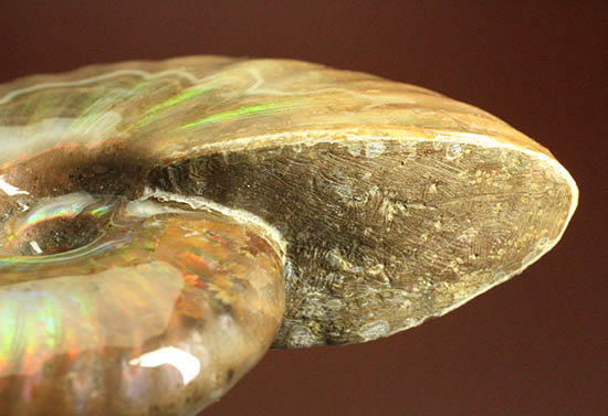 両面&全面光り!形のよい手の平サイズの光るアンモナイト(Ammonite)(その12)