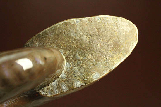 両面＆全面光り！形のよい手の平サイズの光るアンモナイト(Ammonite)（その13）
