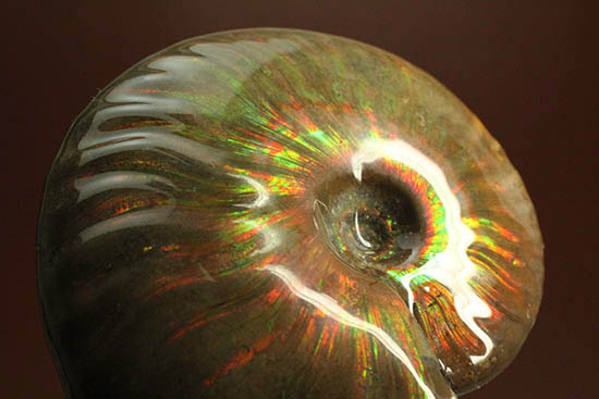 両面&全面光り!形のよい手の平サイズの光るアンモナイト(Ammonite)(その14)