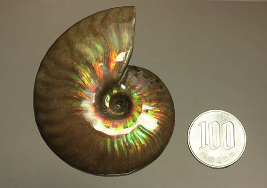 両面＆全面光り！形のよい手の平サイズの光るアンモナイト(Ammonite)（その17）