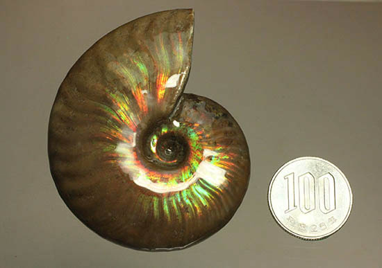 両面&全面光り!形のよい手の平サイズの光るアンモナイト(Ammonite)(その17)