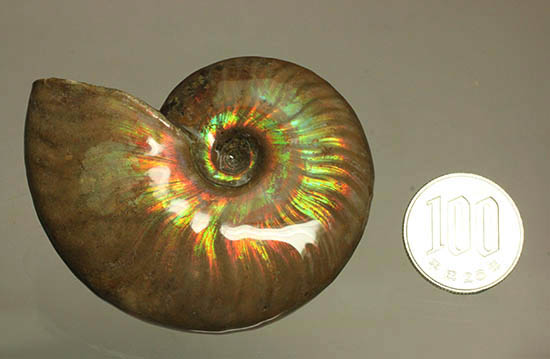 両面＆全面光り！形のよい手の平サイズの光るアンモナイト(Ammonite)（その18）