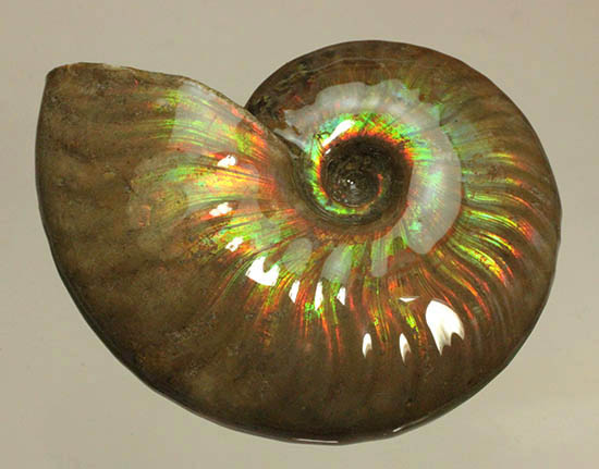 両面＆全面光り！形のよい手の平サイズの光るアンモナイト(Ammonite)（その2）