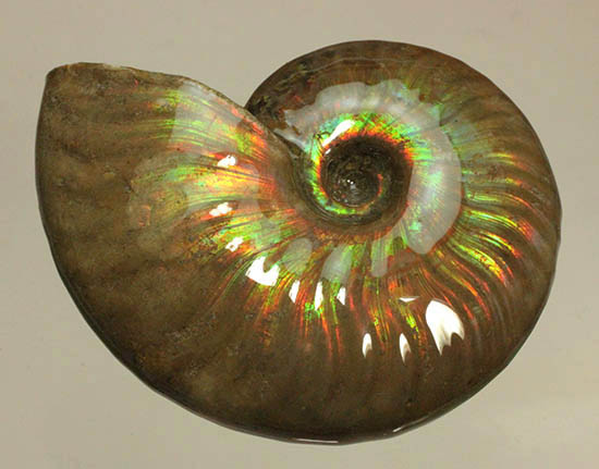 両面&全面光り!形のよい手の平サイズの光るアンモナイト(Ammonite)(その2)