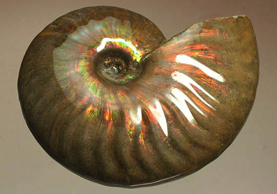 両面＆全面光り！形のよい手の平サイズの光るアンモナイト(Ammonite)（その3）