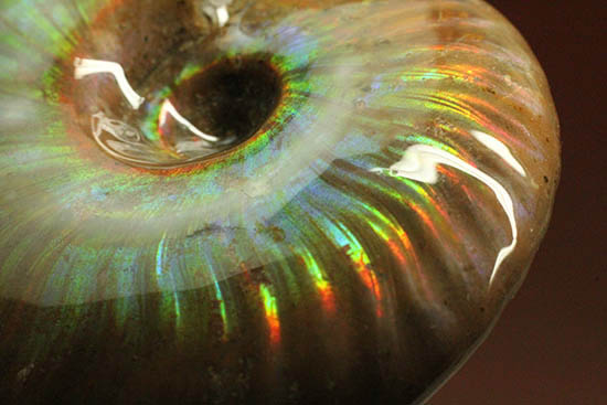 両面&全面光り!形のよい手の平サイズの光るアンモナイト(Ammonite)(その4)