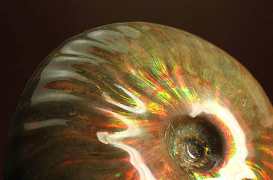 両面&全面光り!形のよい手の平サイズの光るアンモナイト(Ammonite)(その5)