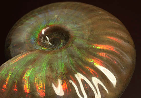 両面＆全面光り！形のよい手の平サイズの光るアンモナイト(Ammonite)（その6）