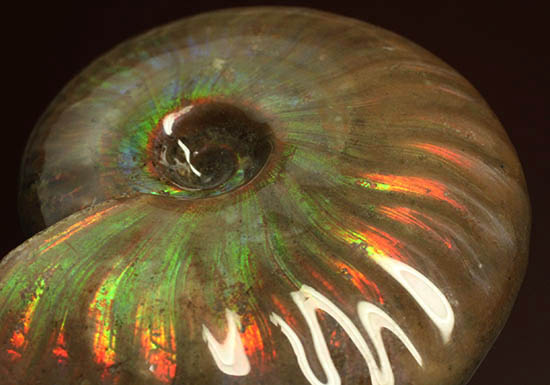 両面&全面光り!形のよい手の平サイズの光るアンモナイト(Ammonite)(その6)