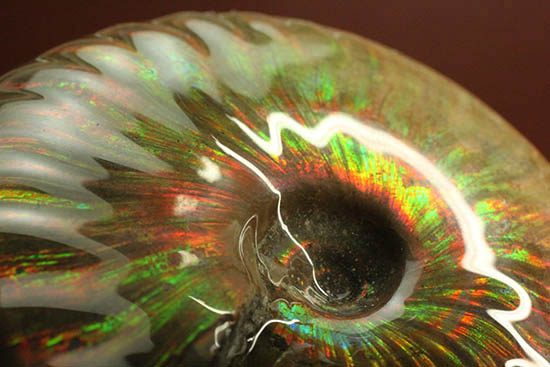 両面＆全面光り！形のよい手の平サイズの光るアンモナイト(Ammonite)（その7）