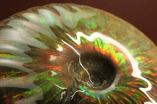 両面&全面光り!形のよい手の平サイズの光るアンモナイト(Ammonite)(その7)