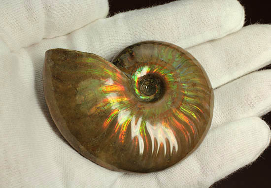 両面&全面光り!形のよい手の平サイズの光るアンモナイト(Ammonite)(その8)