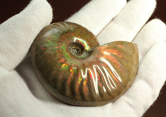 両面＆全面光り！形のよい手の平サイズの光るアンモナイト(Ammonite)