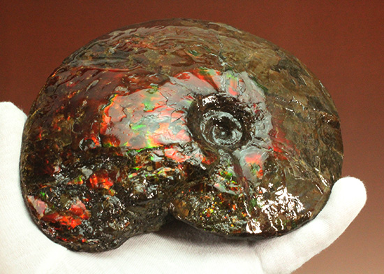 深紅を呈する希少なアンモライト(Ammolite)の完全体