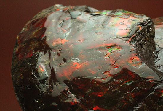 深紅を呈する希少なアンモライト(Ammolite)の完全体(その10)