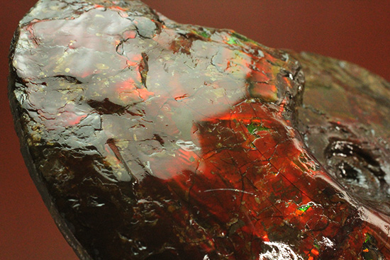 深紅を呈する希少なアンモライト(Ammolite)の完全体(その11)
