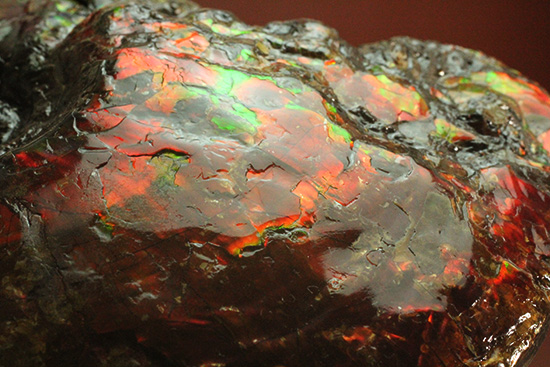 深紅を呈する希少なアンモライト(Ammolite)の完全体(その12)