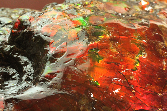 深紅を呈する希少なアンモライト(Ammolite)の完全体(その14)
