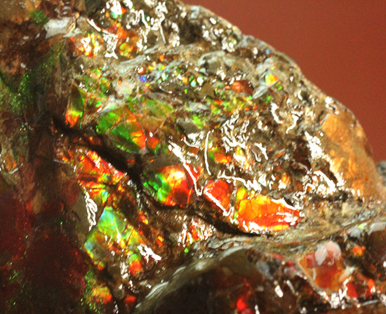深紅を呈する希少なアンモライト(Ammolite)の完全体(その15)