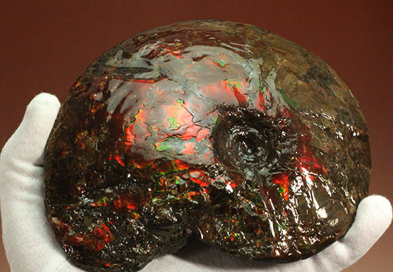 深紅を呈する希少なアンモライト(Ammolite)の完全体(その17)