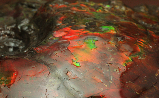 深紅を呈する希少なアンモライト(Ammolite)の完全体(その18)
