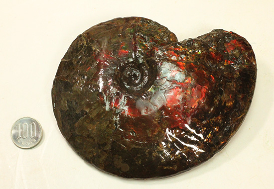 深紅を呈する希少なアンモライト(Ammolite)の完全体(その19)