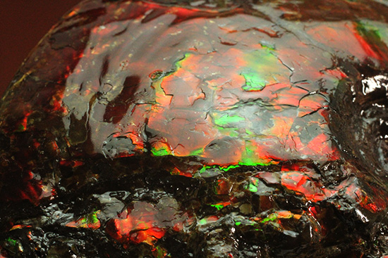 深紅を呈する希少なアンモライト(Ammolite)の完全体(その2)