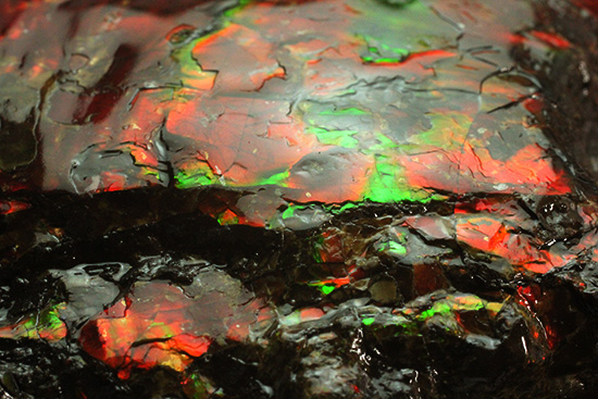 深紅を呈する希少なアンモライト(Ammolite)の完全体(その3)