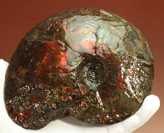 深紅を呈する希少なアンモライト(Ammolite)の完全体(その4)