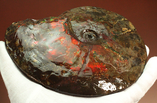 深紅を呈する希少なアンモライト(Ammolite)の完全体(その6)