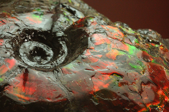 深紅を呈する希少なアンモライト(Ammolite)の完全体(その7)
