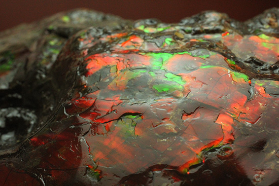 深紅を呈する希少なアンモライト(Ammolite)の完全体(その8)