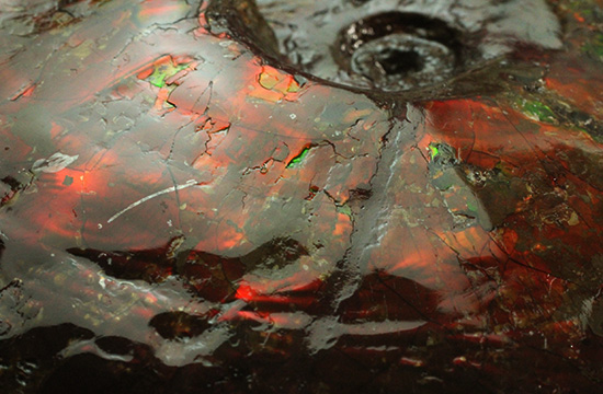 深紅を呈する希少なアンモライト(Ammolite)の完全体(その9)