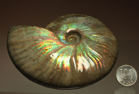 素晴らしい発色を持つ大判マダガスカル産クレオニセラス(その15)