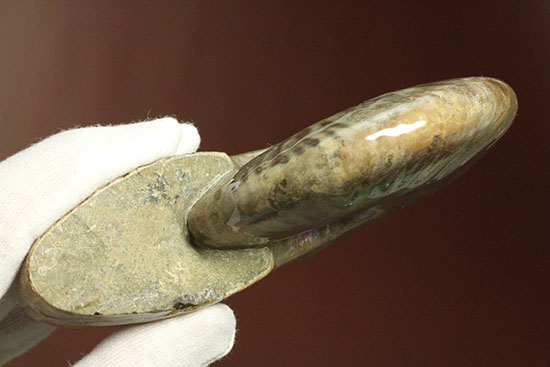 素晴らしい発色を持つ大判マダガスカル産クレオニセラス(その3)