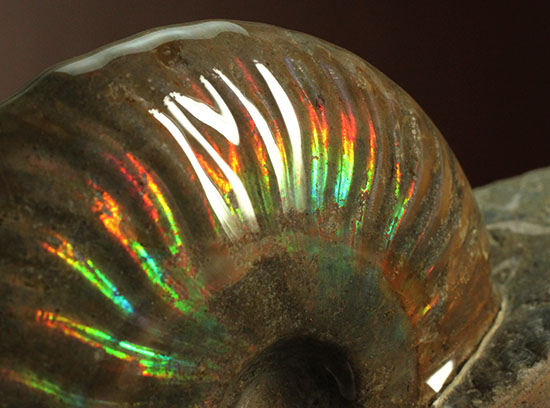 大判イリデッセンス（iridescence）の優等生。​マダガスカル産アンモナイト(Ammonite)
