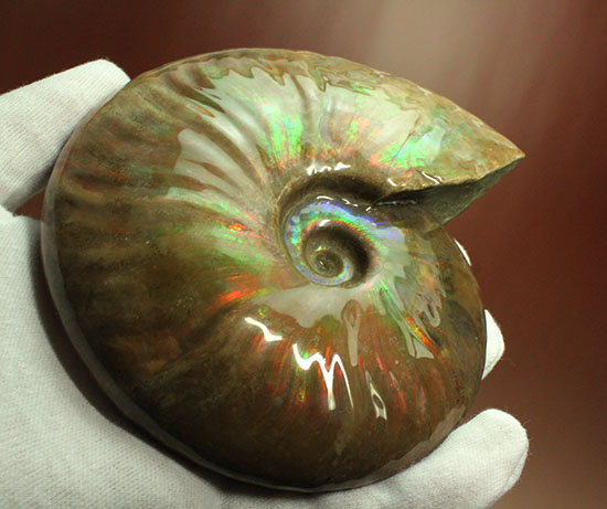 チャンスプライス！この大判イリデッセンスアンモナイト(Ammonite)をこのお値段で！